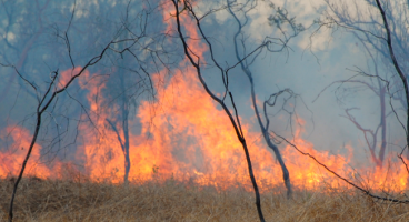Guide to essential bushfire preparation