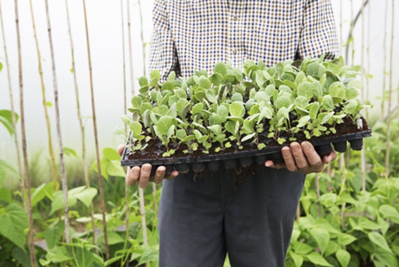 What sort of cover do farmers need for their greenhouses? 